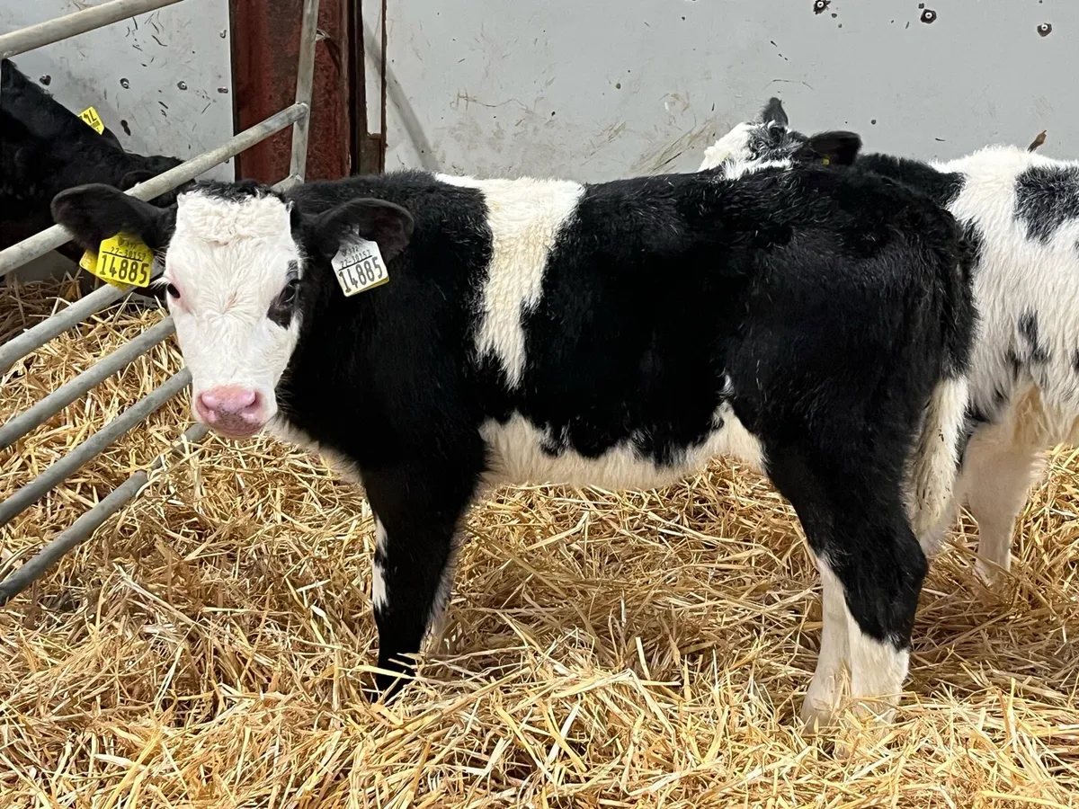 Super BB Heifer Calves - Image 1