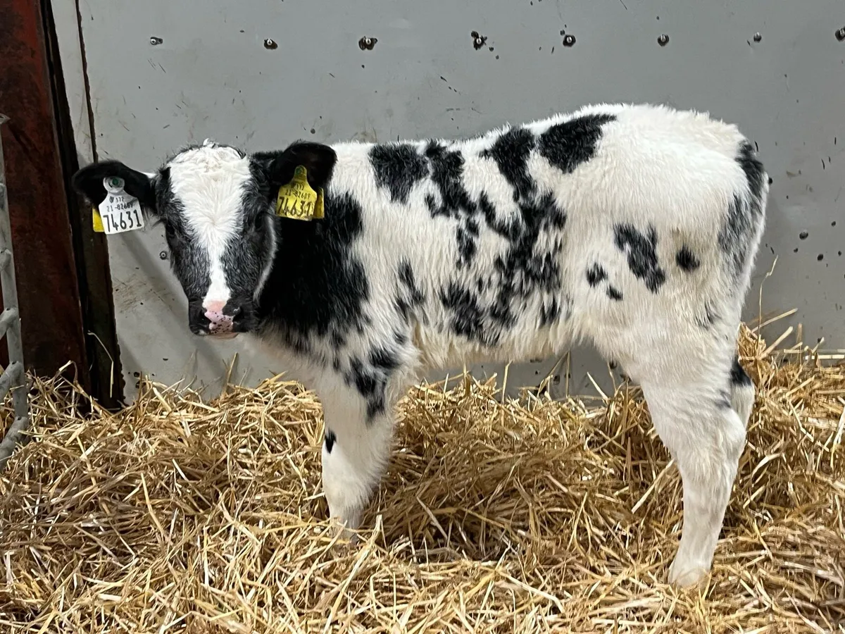 Super BB Heifer Calves - Image 2