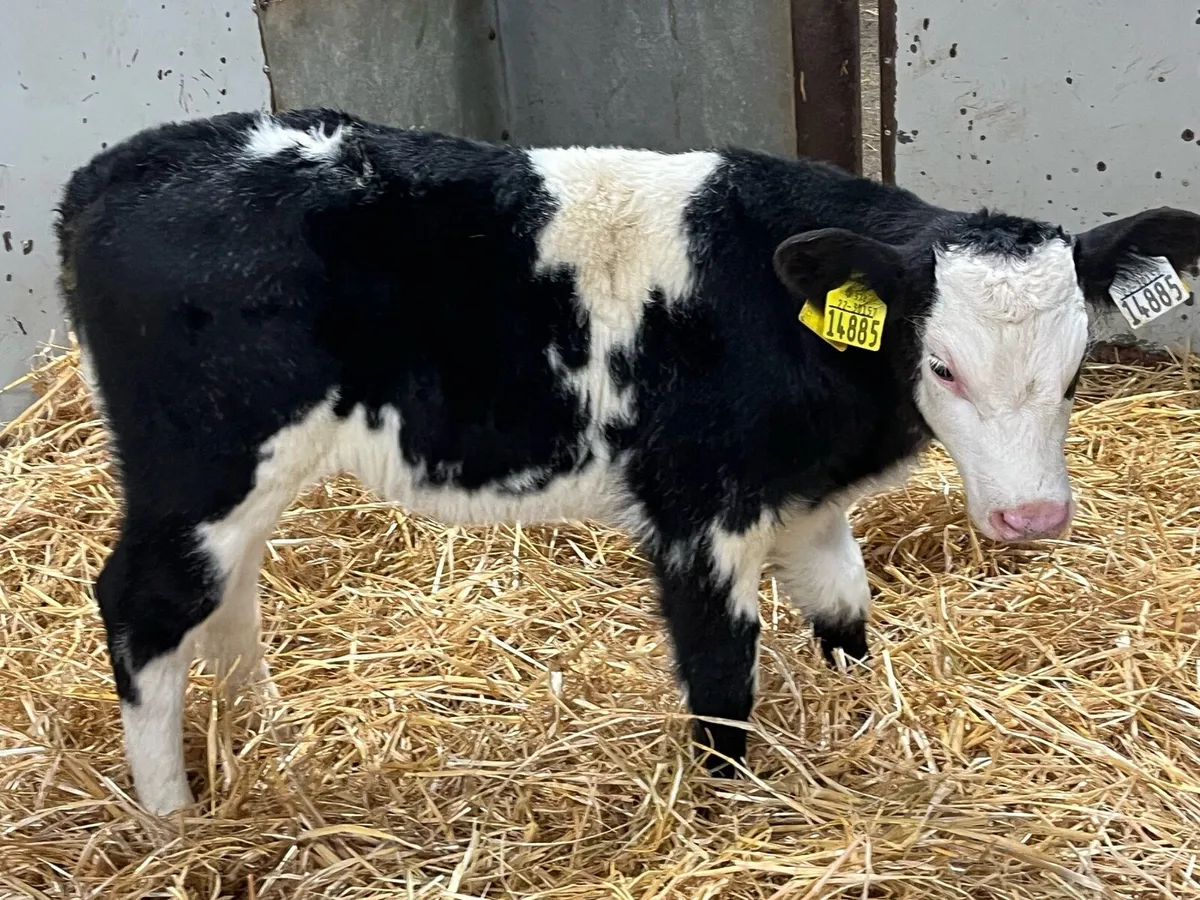 Super BB Heifer Calves - Image 3