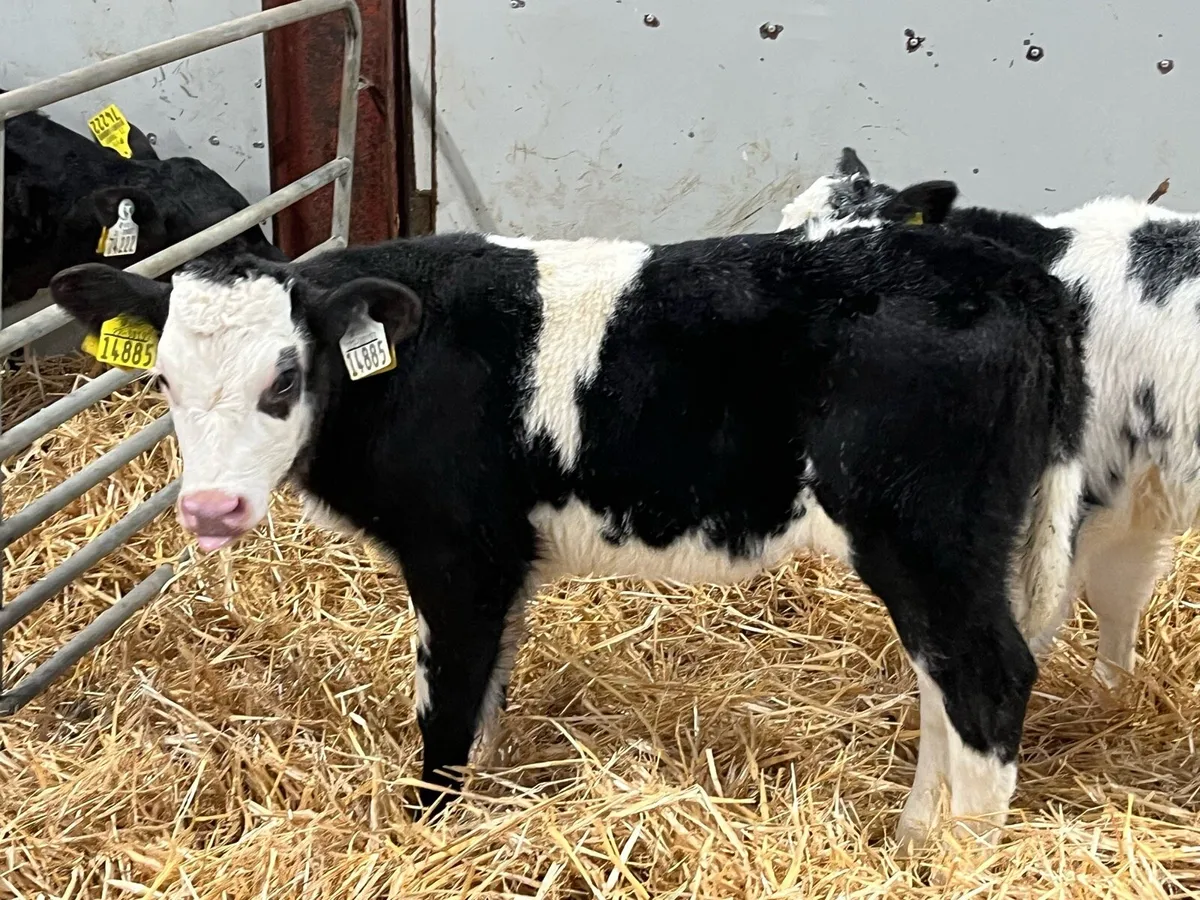 Super BB Heifer Calves - Image 4