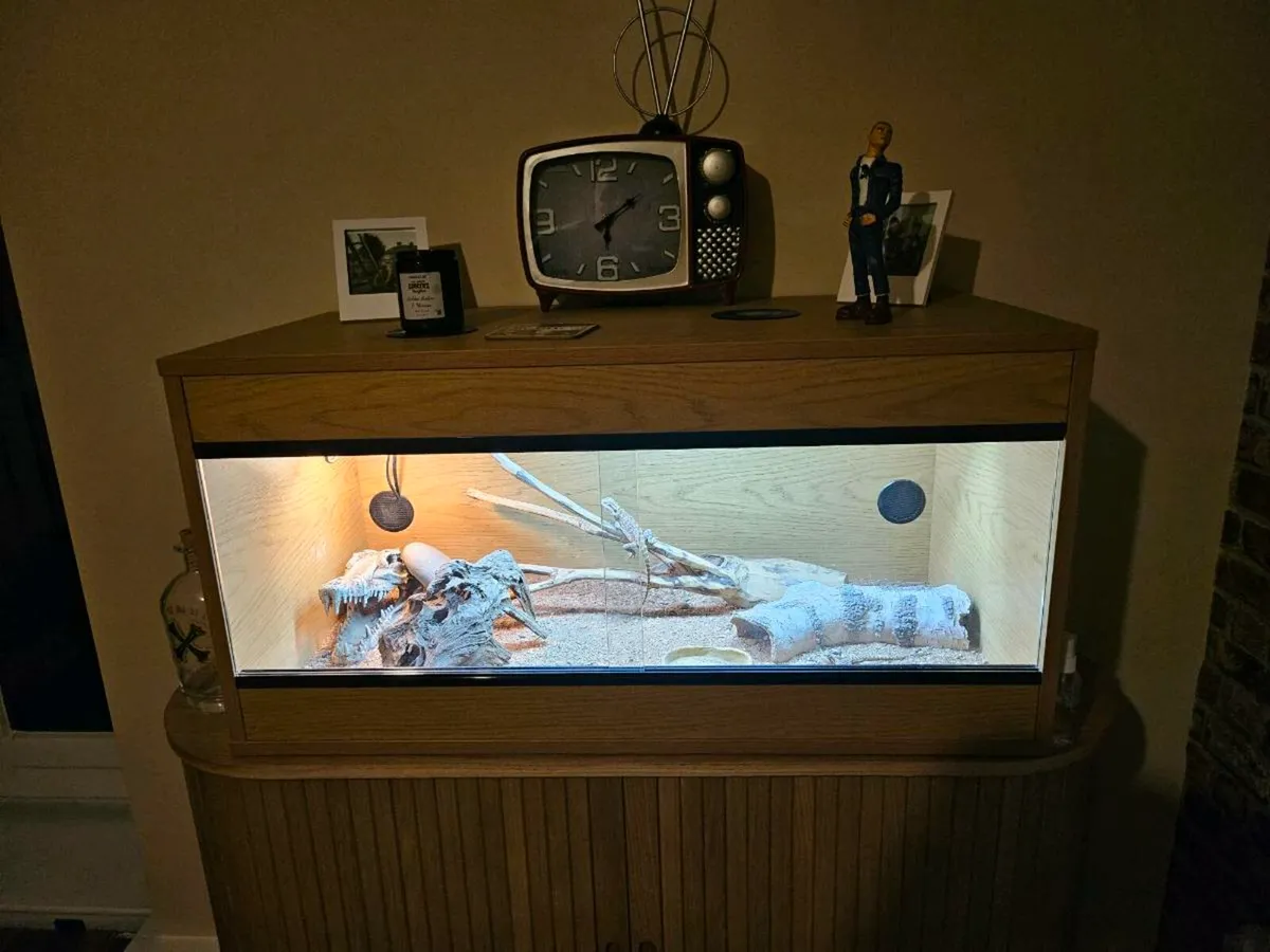 Two baby bearded dragons plus inclouser. - Image 1