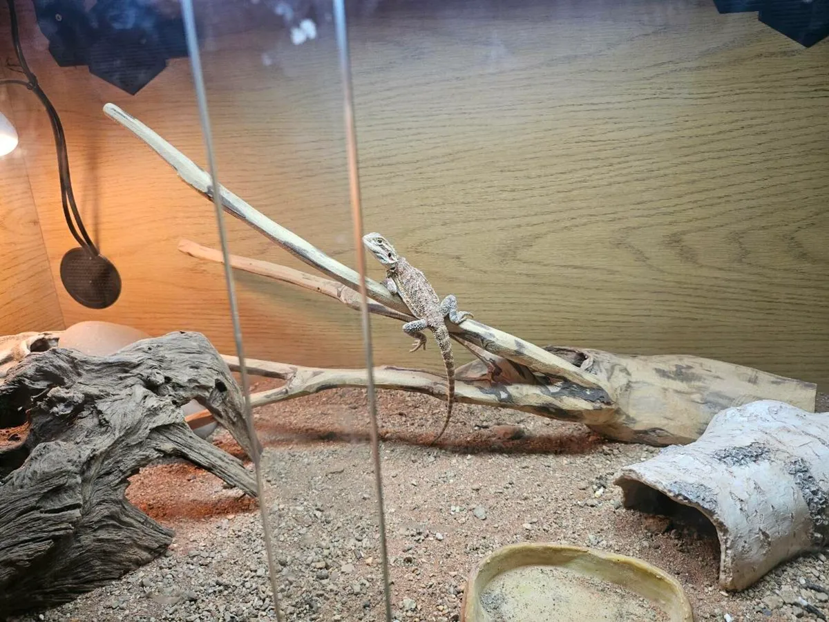 Two baby bearded dragons plus inclouser. - Image 2