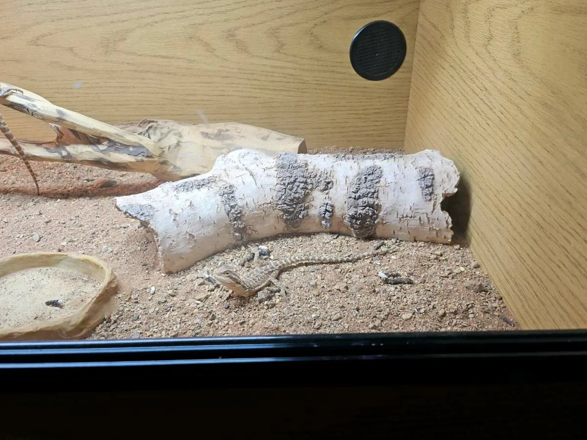 Two baby bearded dragons plus inclouser. - Image 3