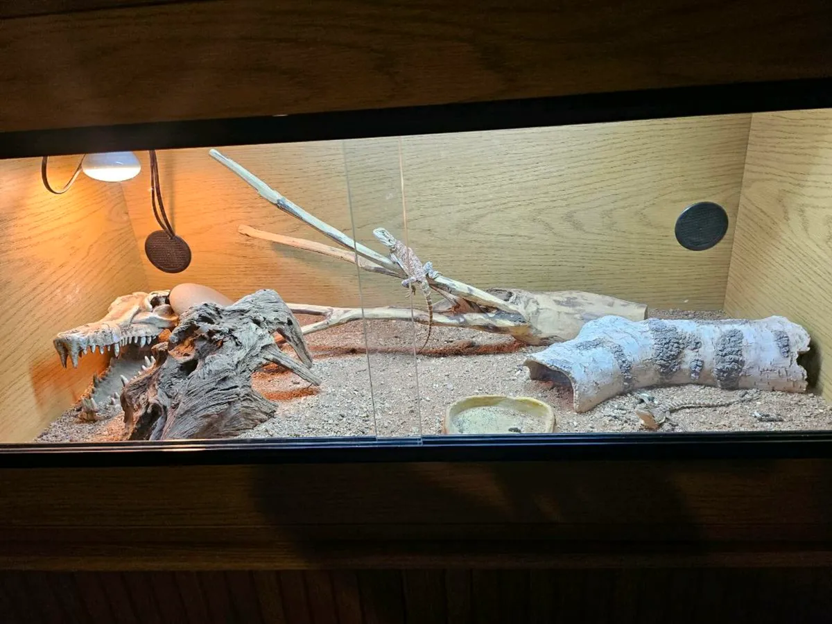 Two baby bearded dragons plus inclouser. - Image 4