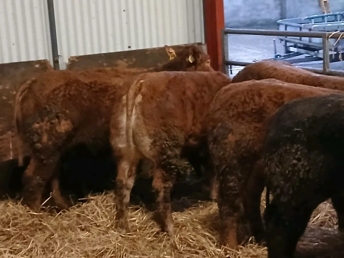 6 smashing U Grade LMX Heifer's for sale - Image 3