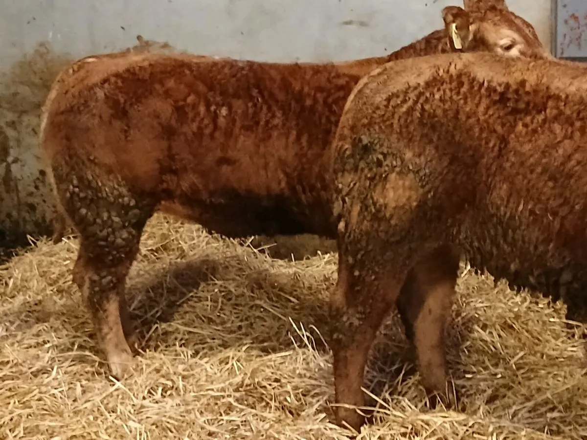 6 smashing U Grade LMX Heifer's for sale - Image 1