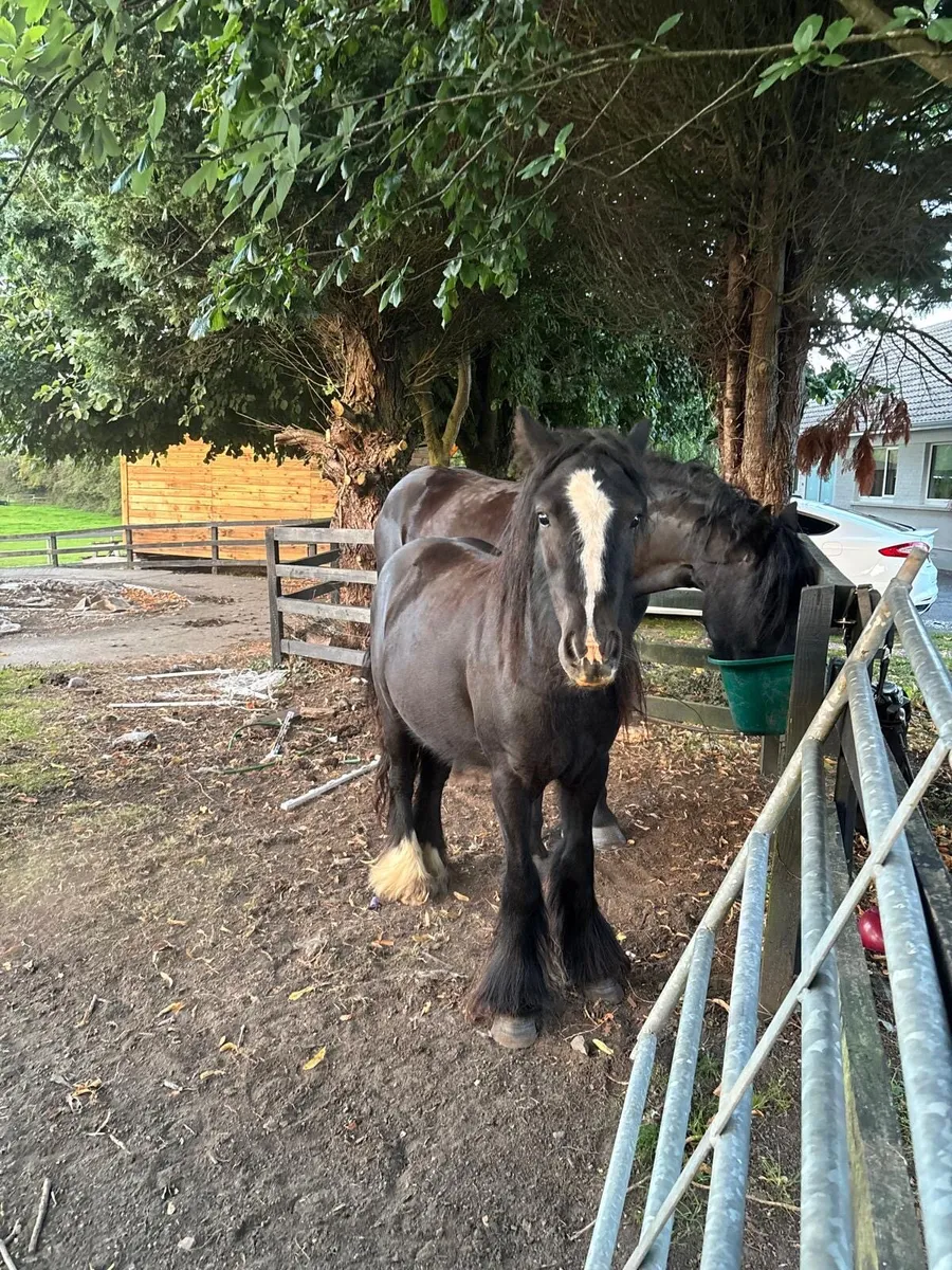 Mini cob in foal - Image 3
