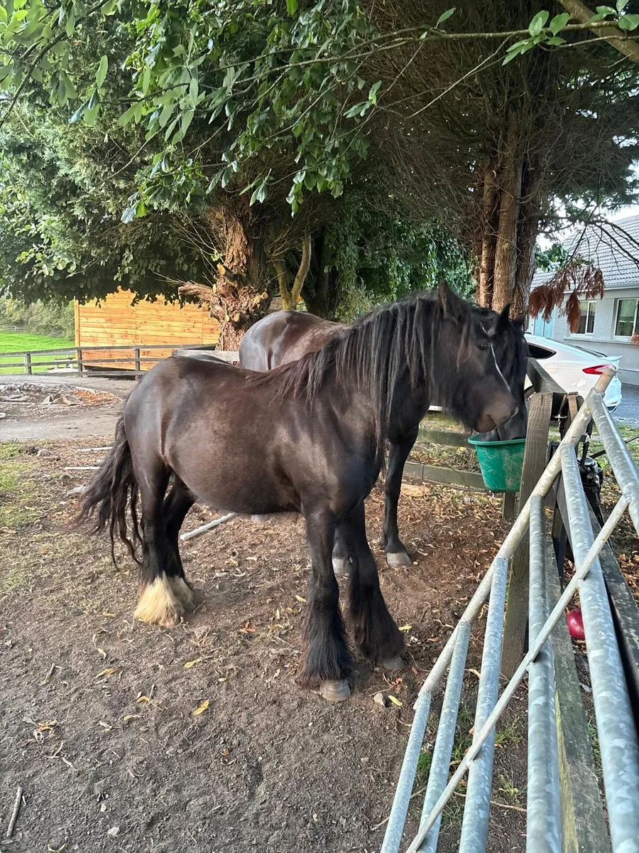 Mini cob in foal - Image 4