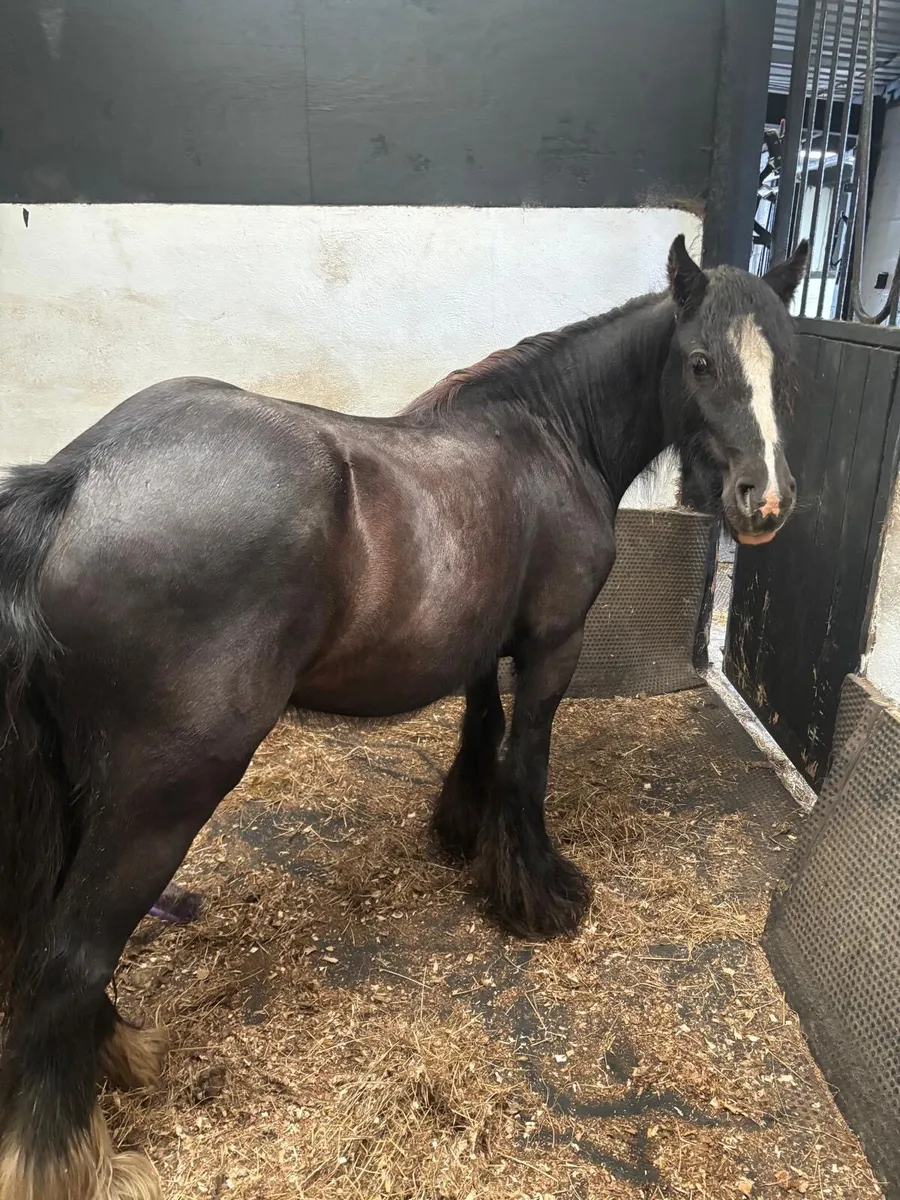 Mini cob in foal - Image 1