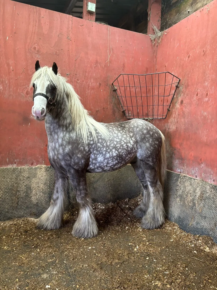 13h Black Cob with filly foal - Image 3