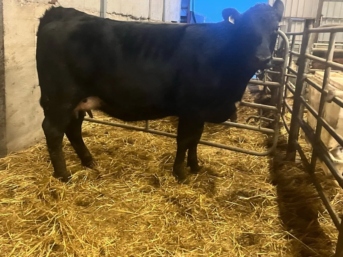 Suckler bred Angus springer on point of calving - Image 4