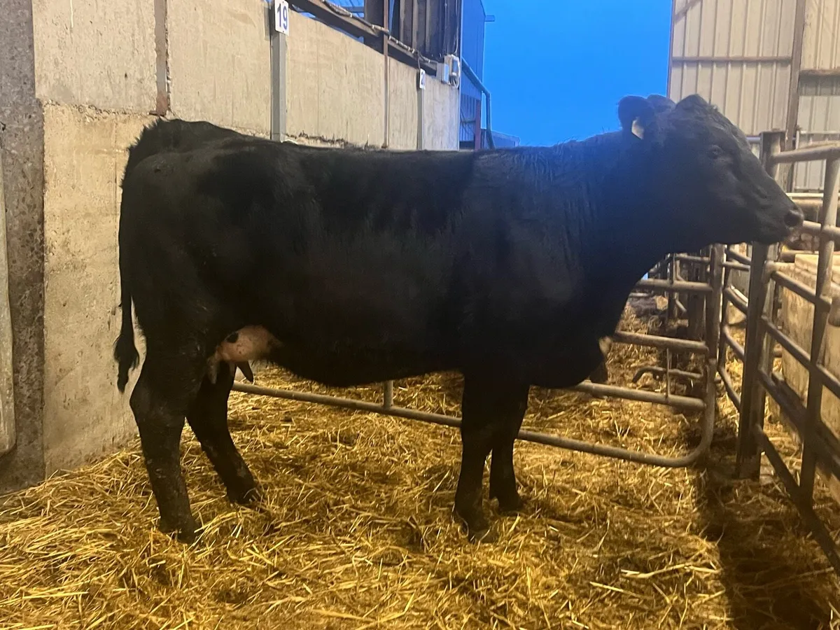 Suckler bred Angus springer on point of calving - Image 3