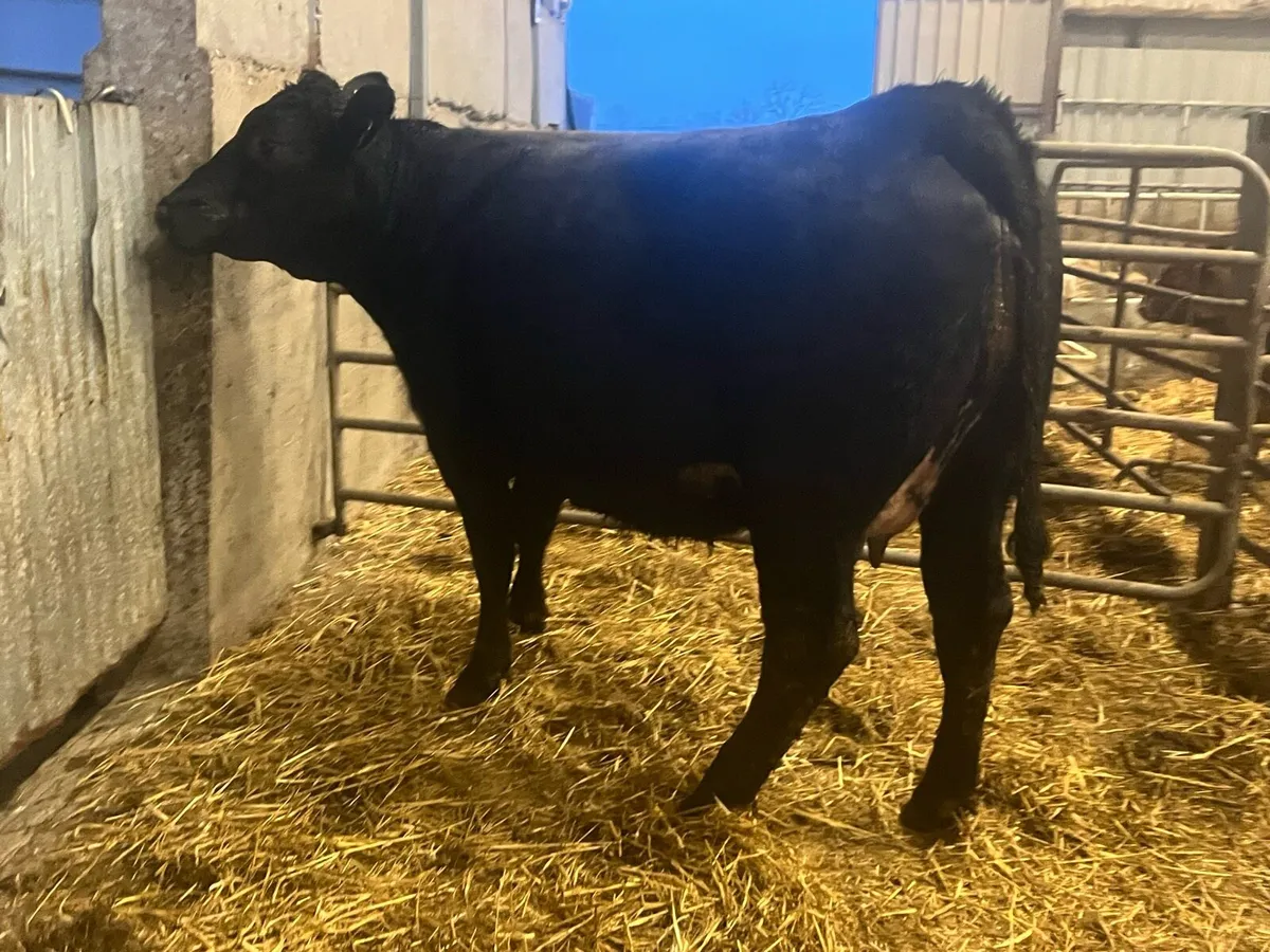 Suckler bred Angus springer on point of calving - Image 1