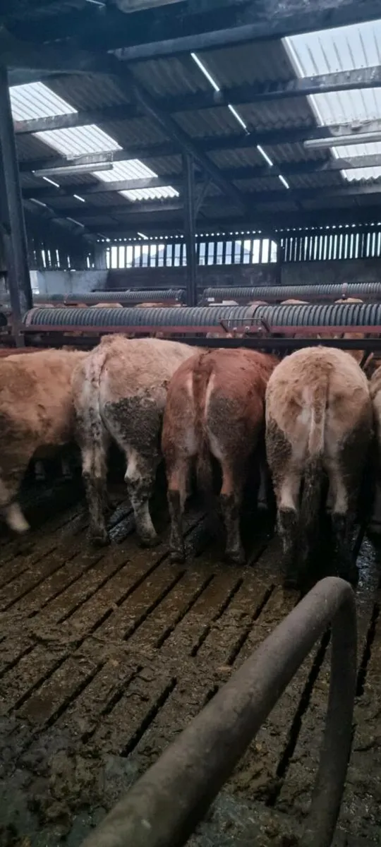 26 Continental Beef Heifers. - Image 2