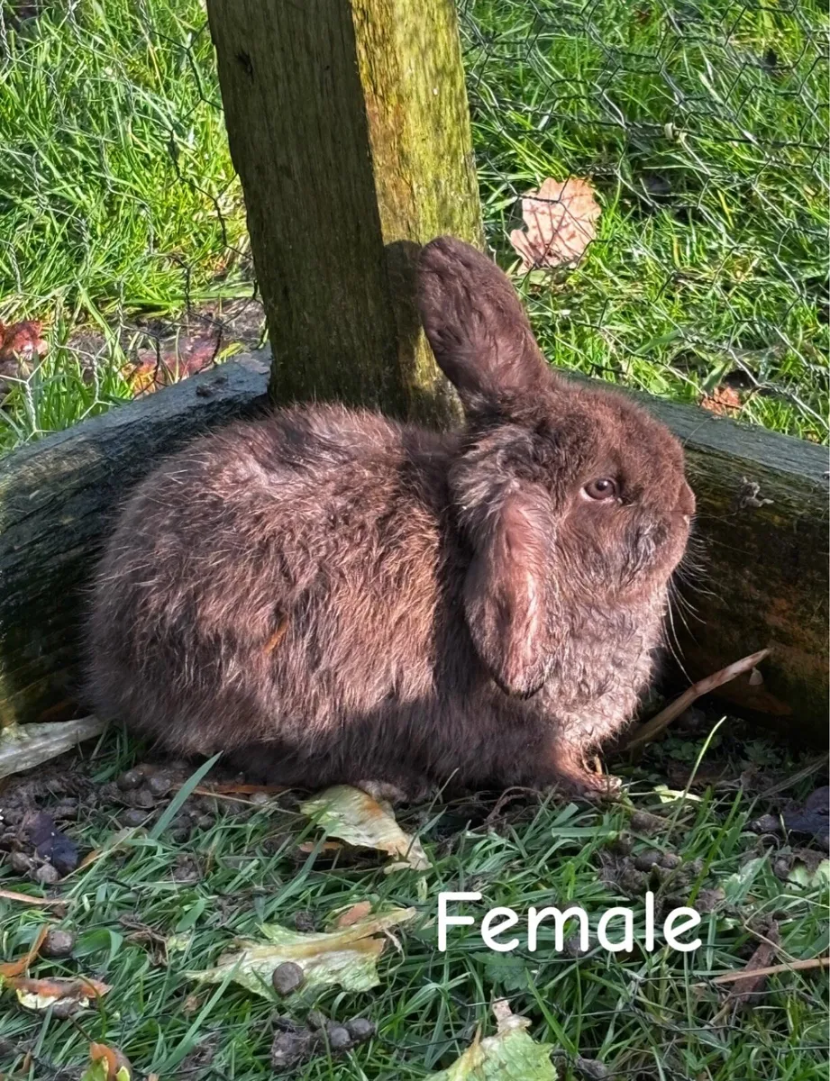 Lop eared rabbits - Image 1
