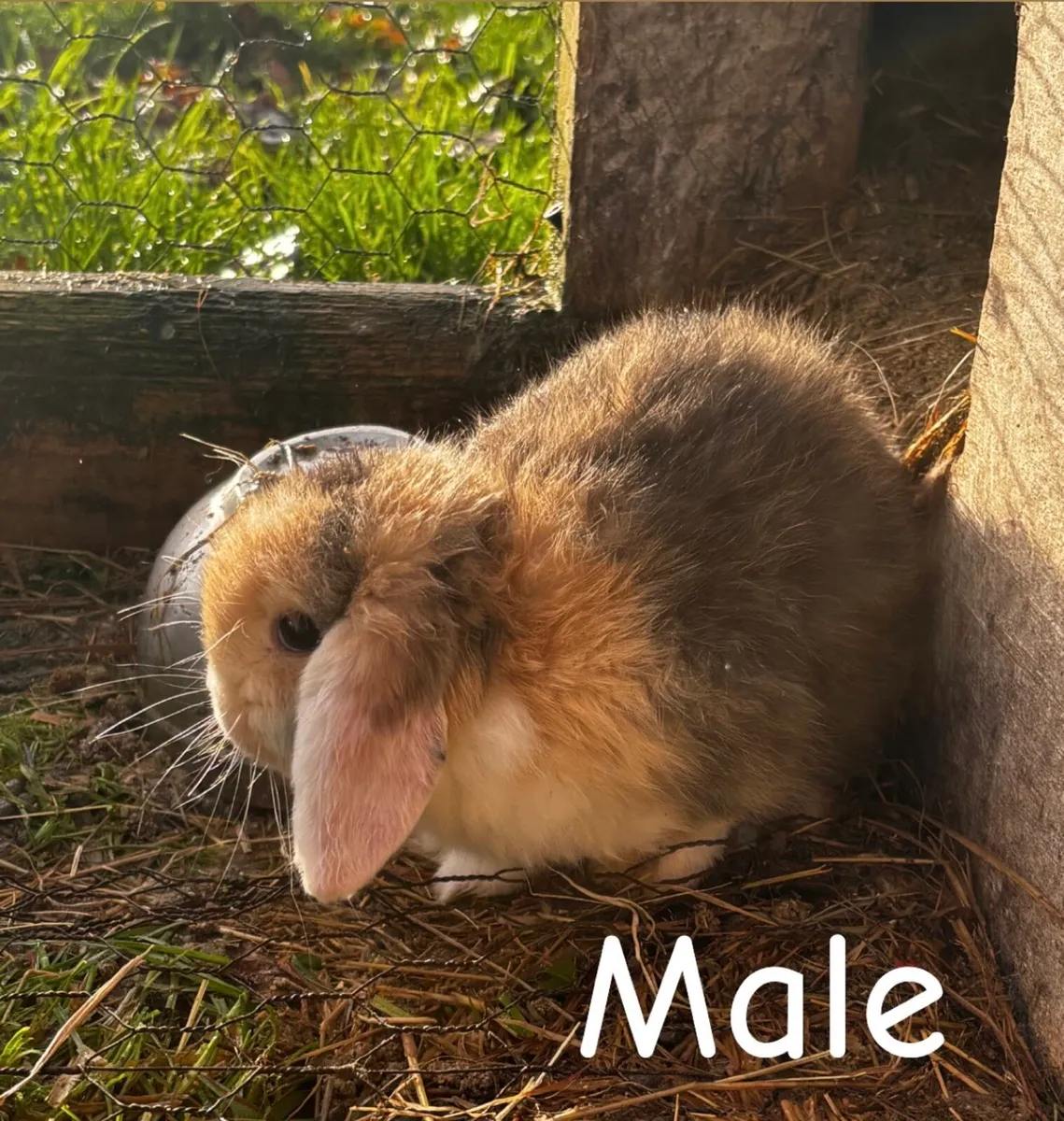 Lop eared rabbits - Image 3