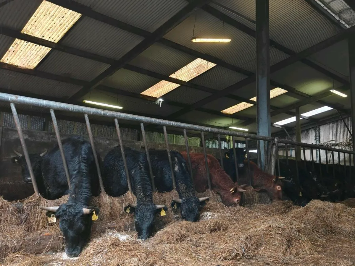 Dexter in calf heifers - Image 4