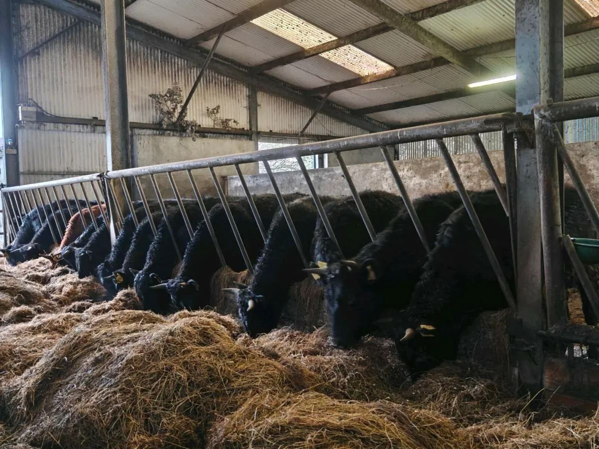 Dexter in calf heifers - Image 1