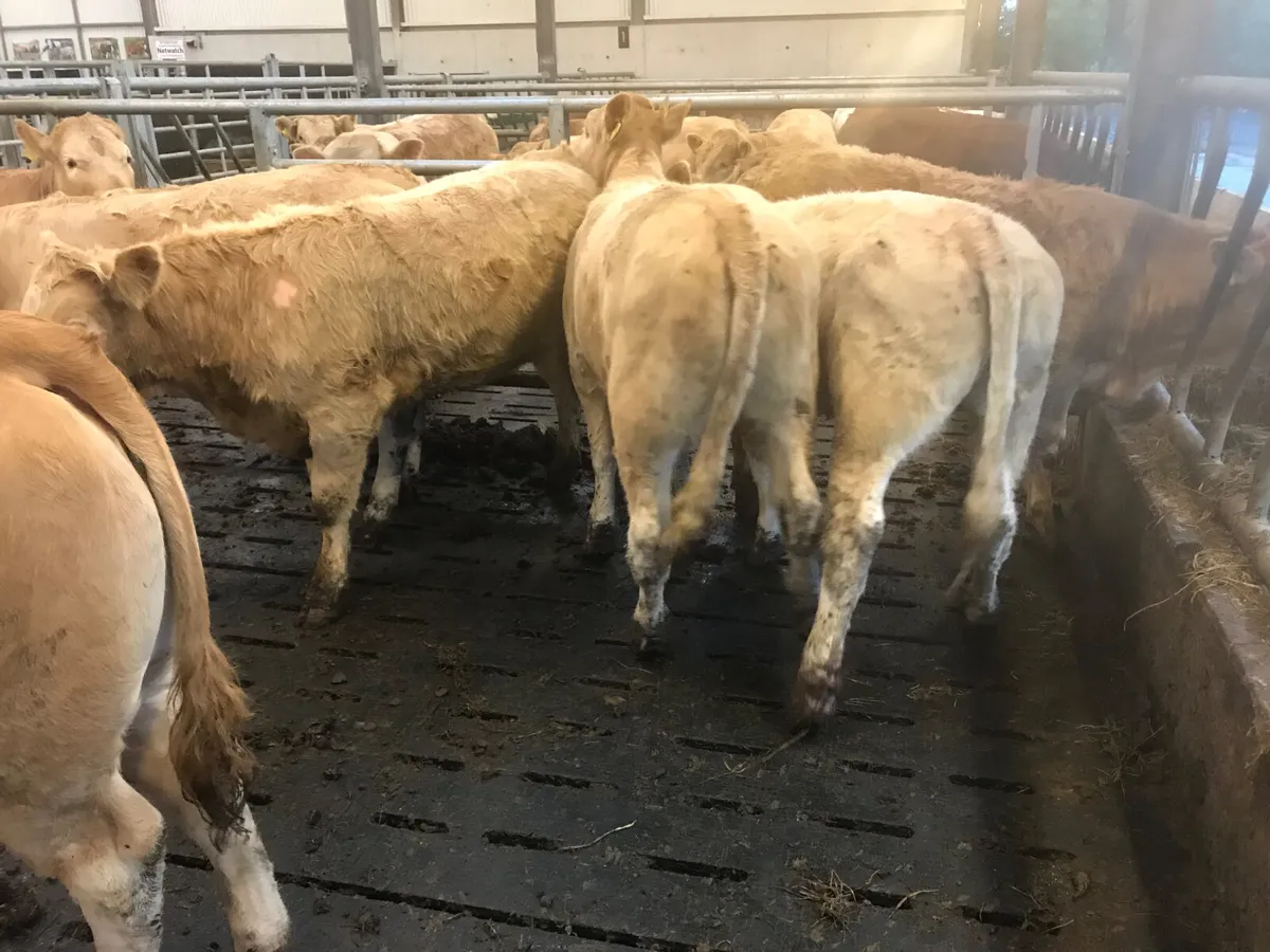 Smashing Charolais Heifers - Image 2