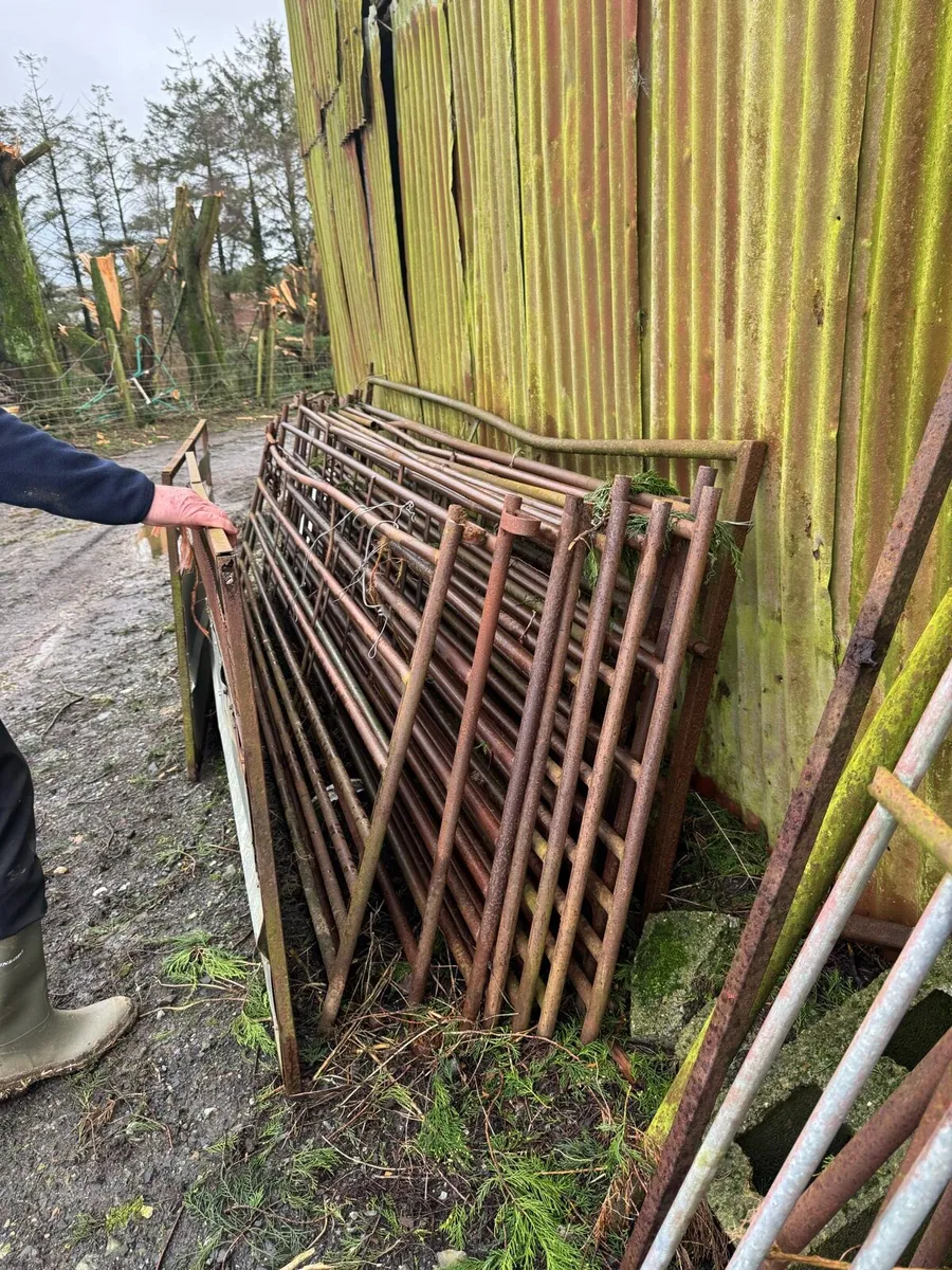 Sheep equipment - Image 4