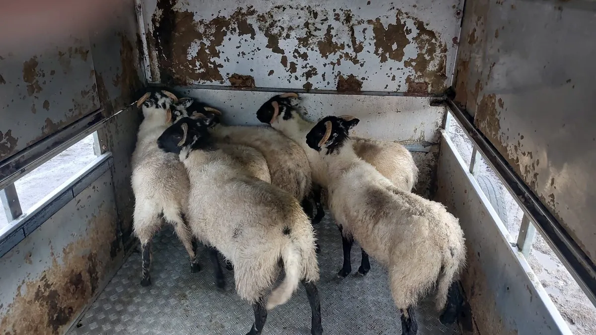 Horned ewe lambs - Image 2