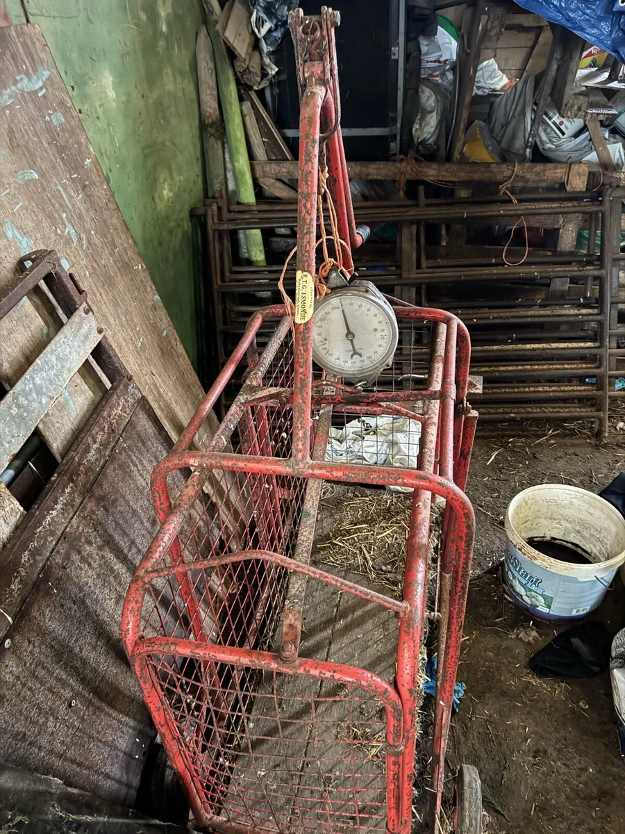 Sheep equipment - Image 4