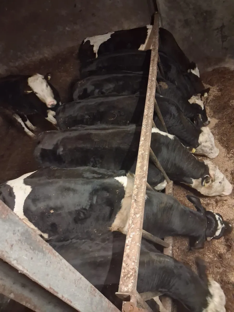 Strong heifers - Image 1