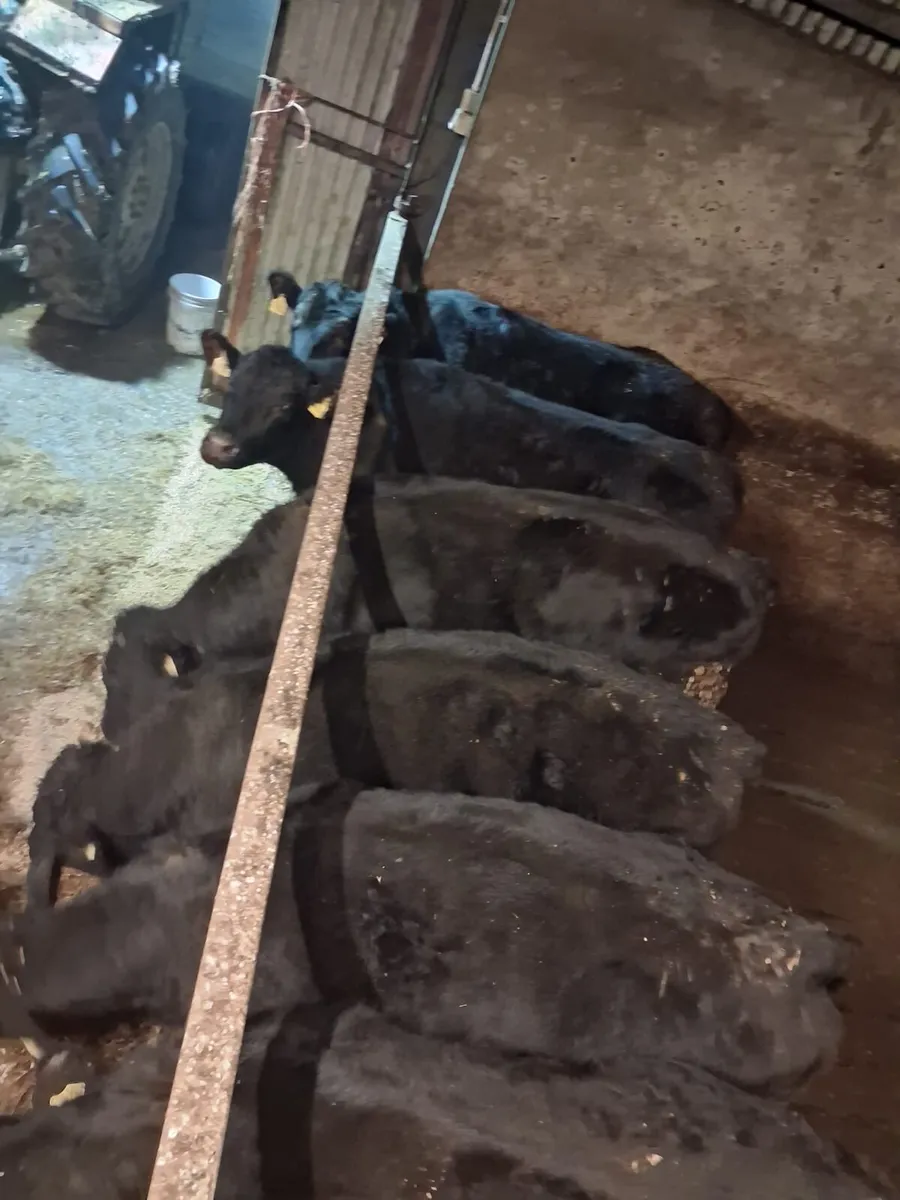 Strong heifers - Image 2