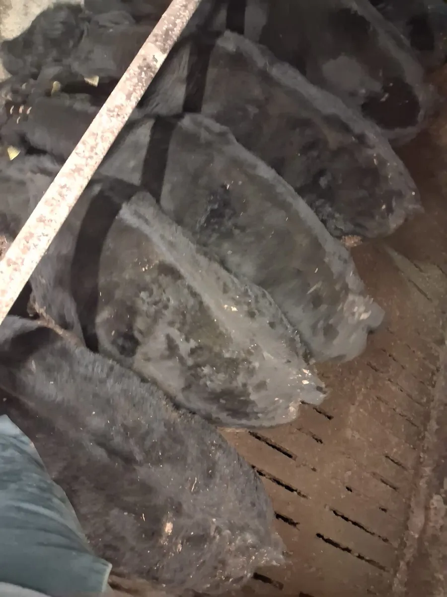 Strong heifers - Image 3