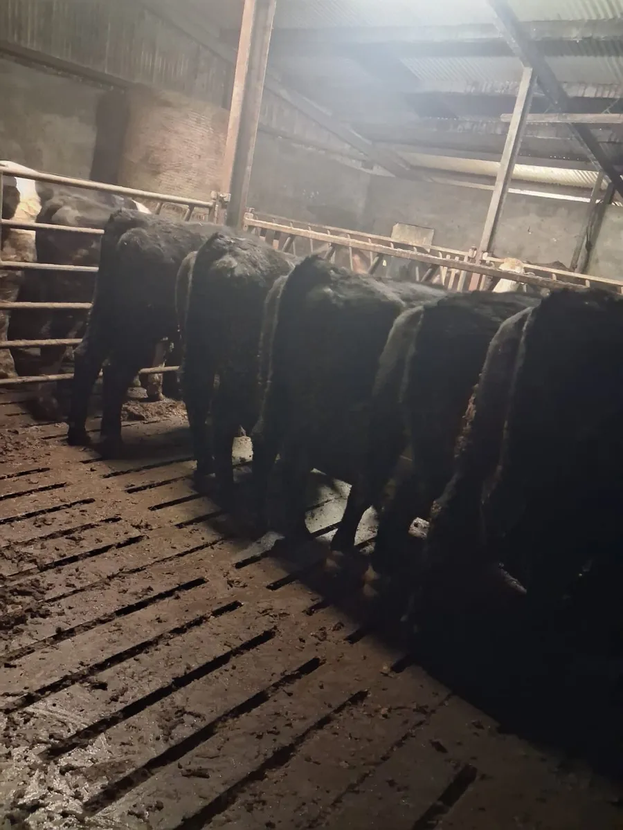 Strong heifers - Image 4