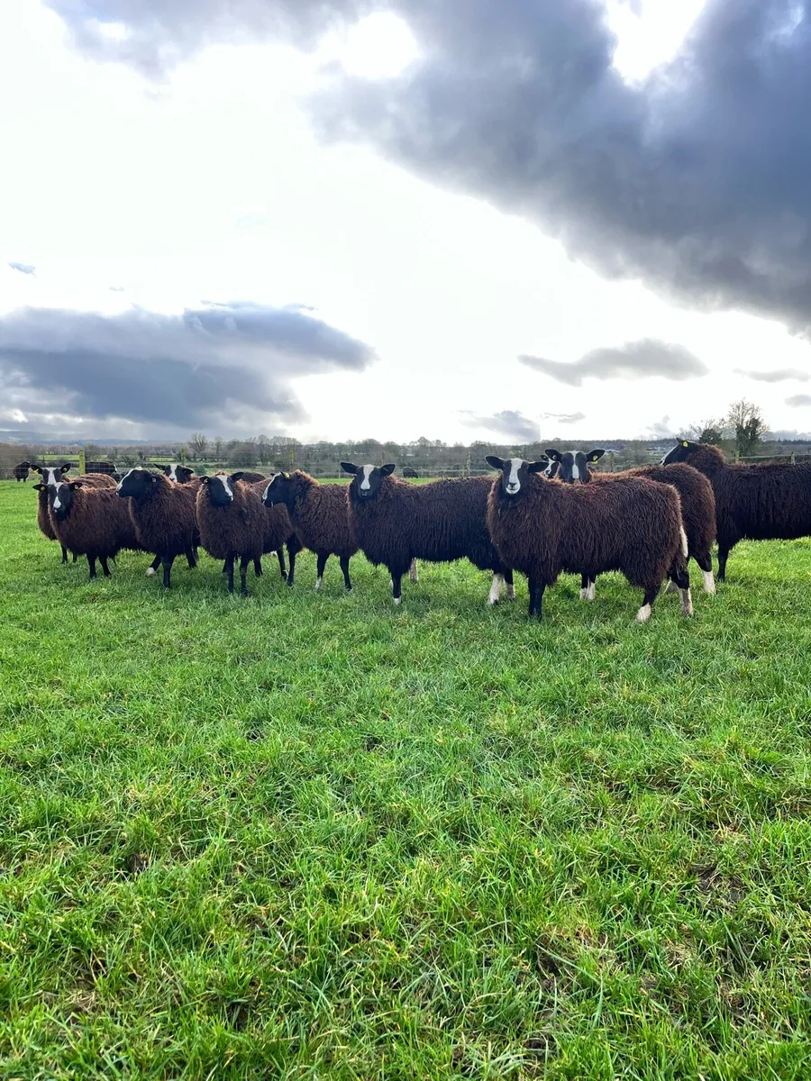 10 Non Reg Pedigree Zwartble Ewe Hoggets - Image 1