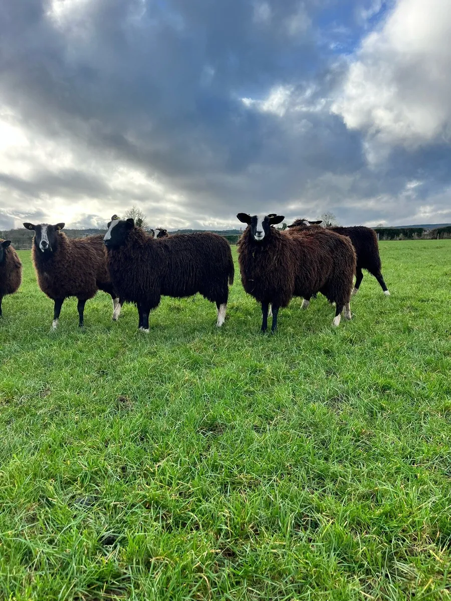 10 Non Reg Pedigree Zwartble Ewe Hoggets - Image 2