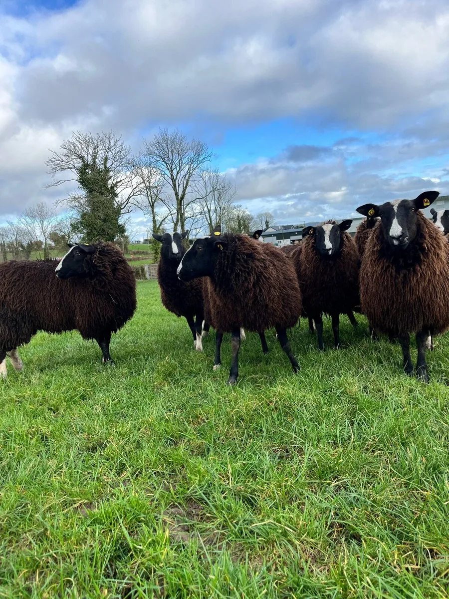 10 Non Reg Pedigree Zwartble Ewe Hoggets - Image 3