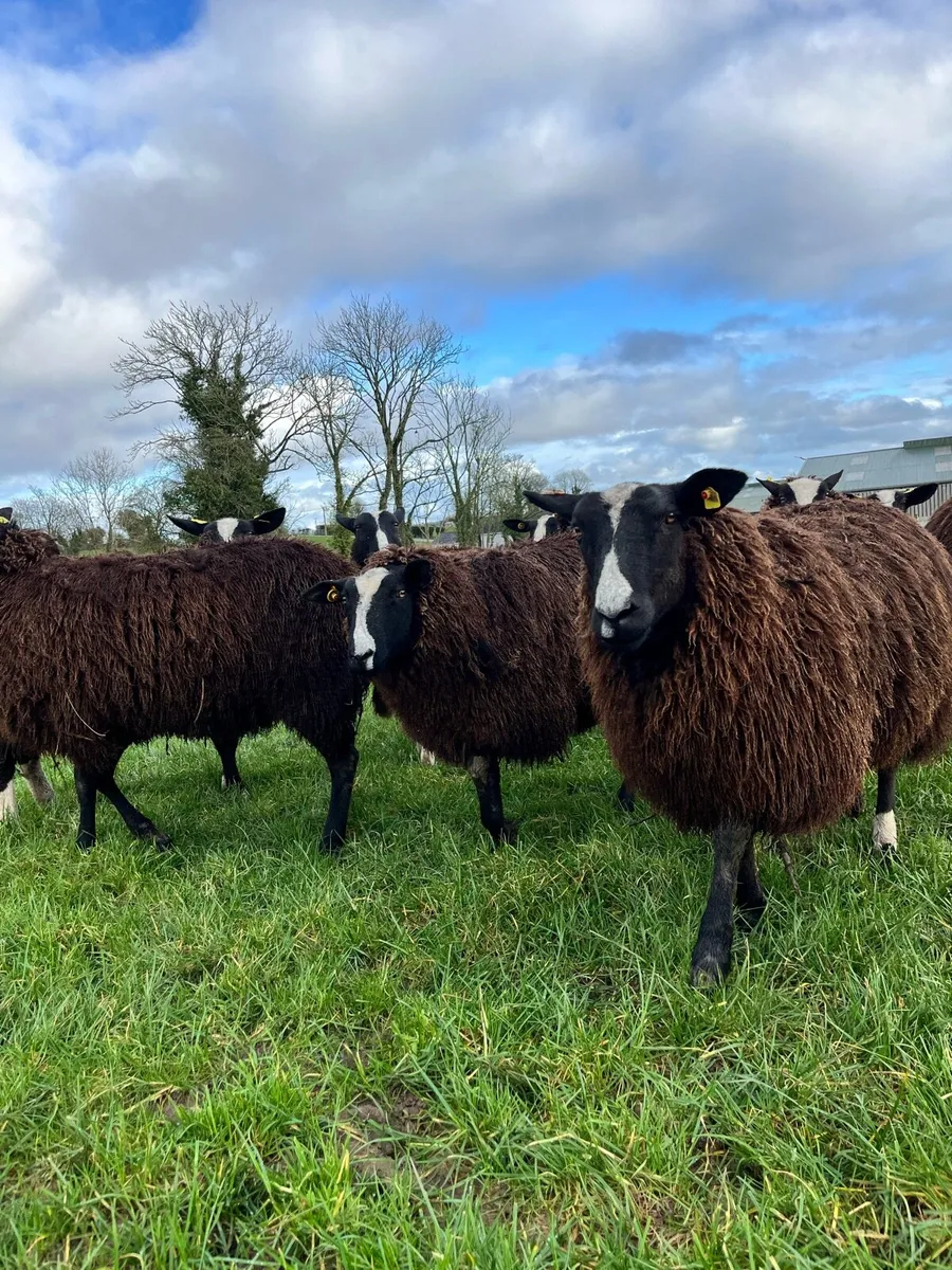 10 Non Reg Pedigree Zwartble Ewe Hoggets - Image 4