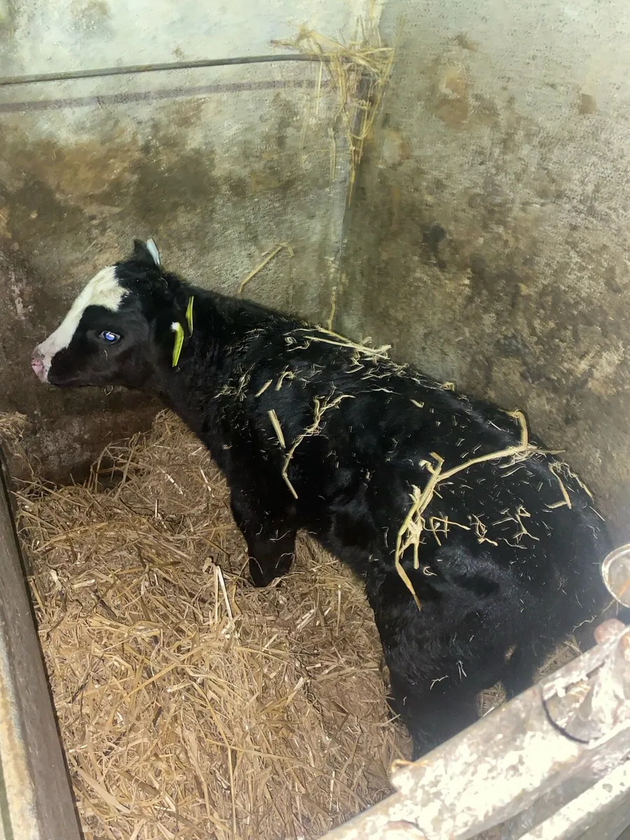 8 calves, 3 week old - Image 2