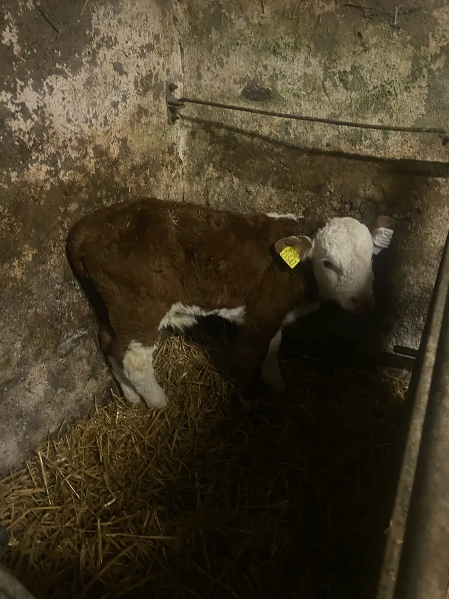 8 calves, 3 week old - Image 3