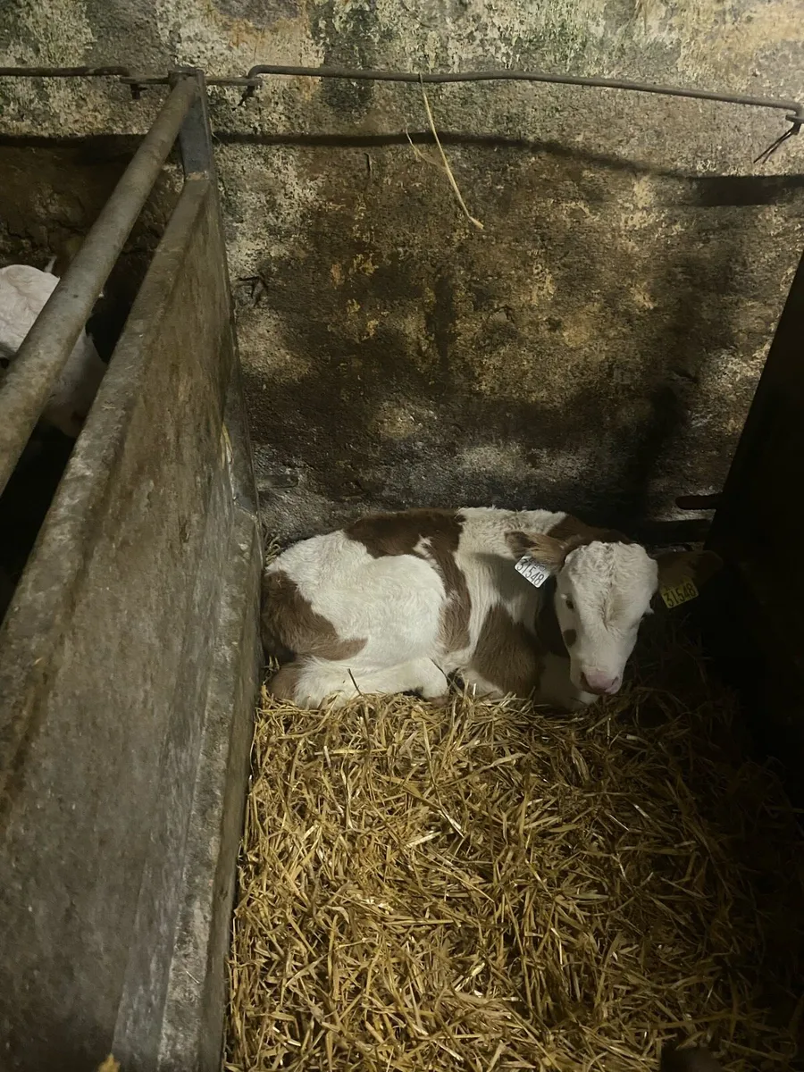 8 calves, 3 week old - Image 4