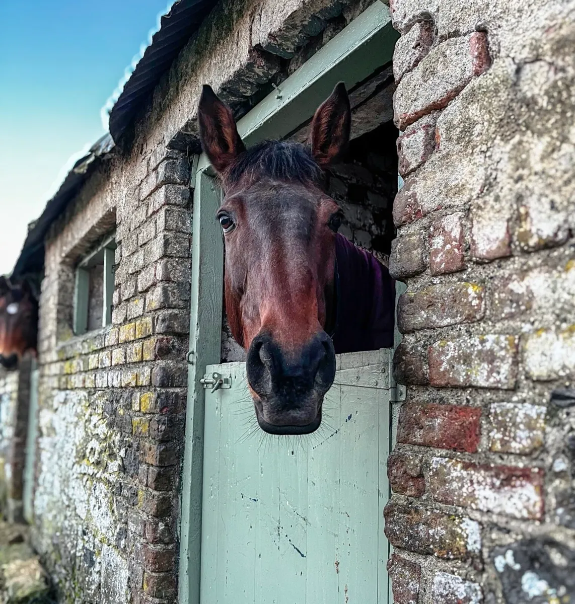 Part-Time Groom Vacancy - Short Morning Hours