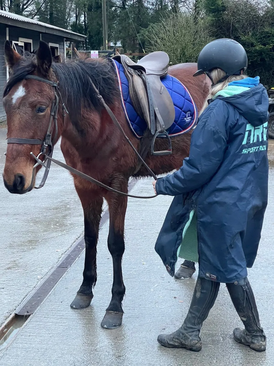 14.2hh-14.3hh 3 year old gelding - Image 4