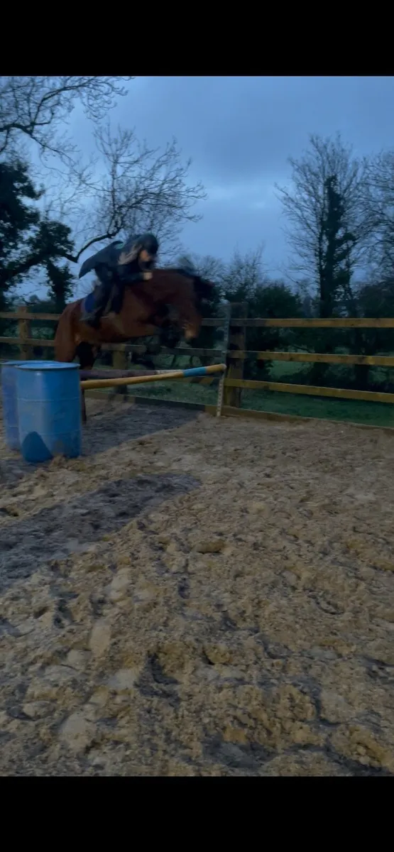 14.2hh-14.3hh 3 year old gelding - Image 1