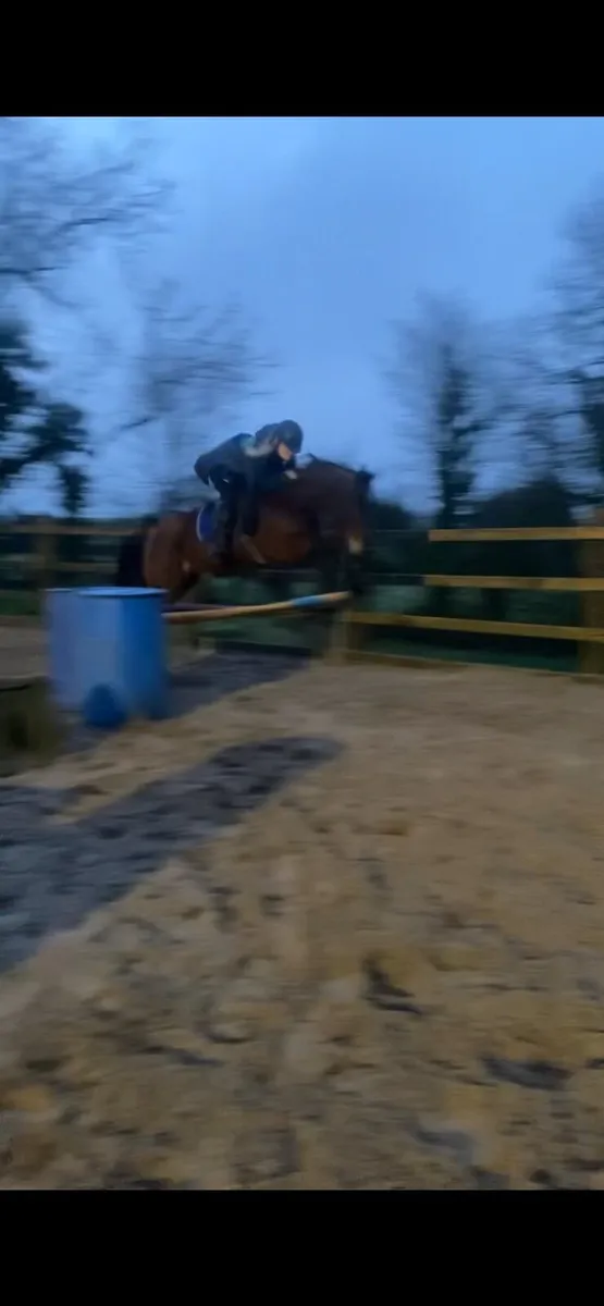 14.2hh-14.3hh 3 year old gelding - Image 3