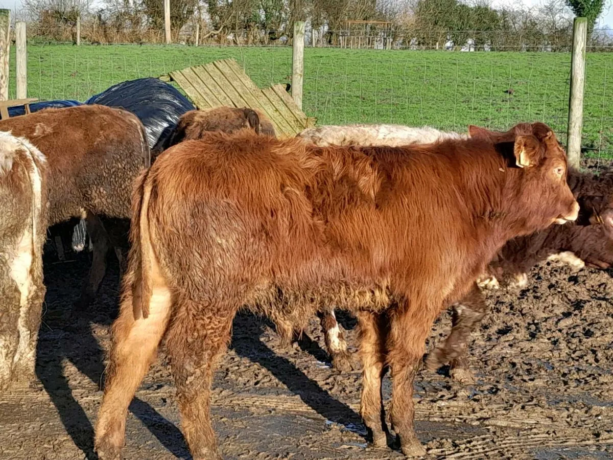 8 Smashing Suckler bred bullocks - Image 1