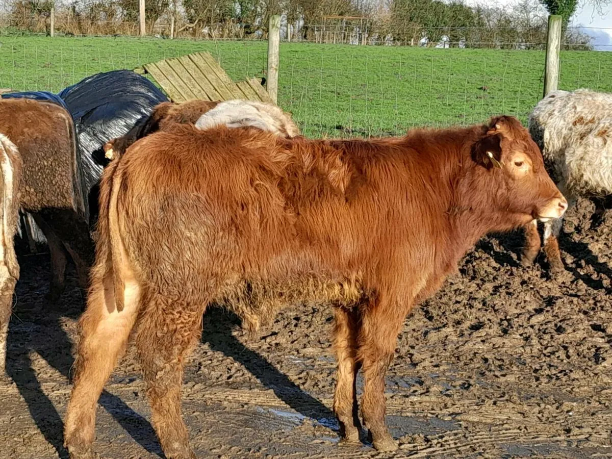 8 Smashing Suckler bred bullocks - Image 2