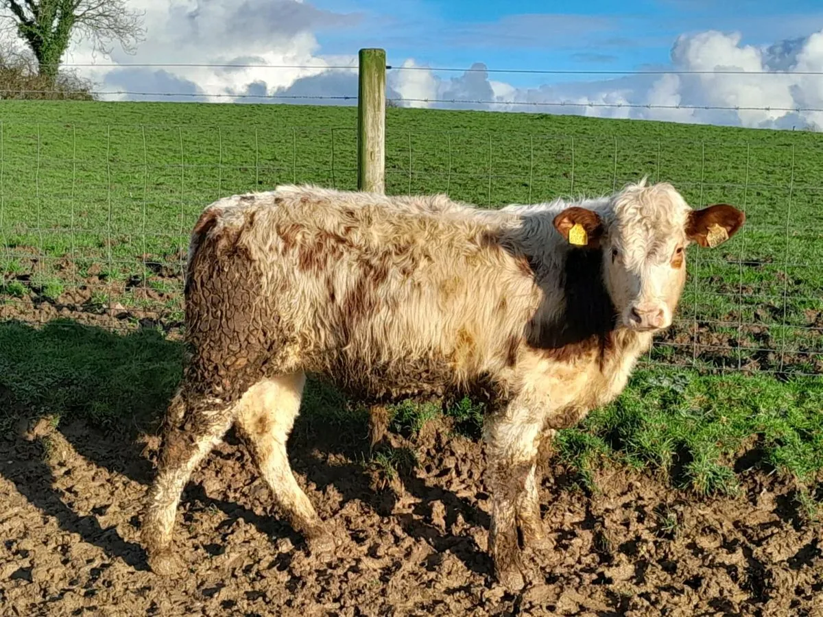 8 Smashing Suckler bred bullocks - Image 4