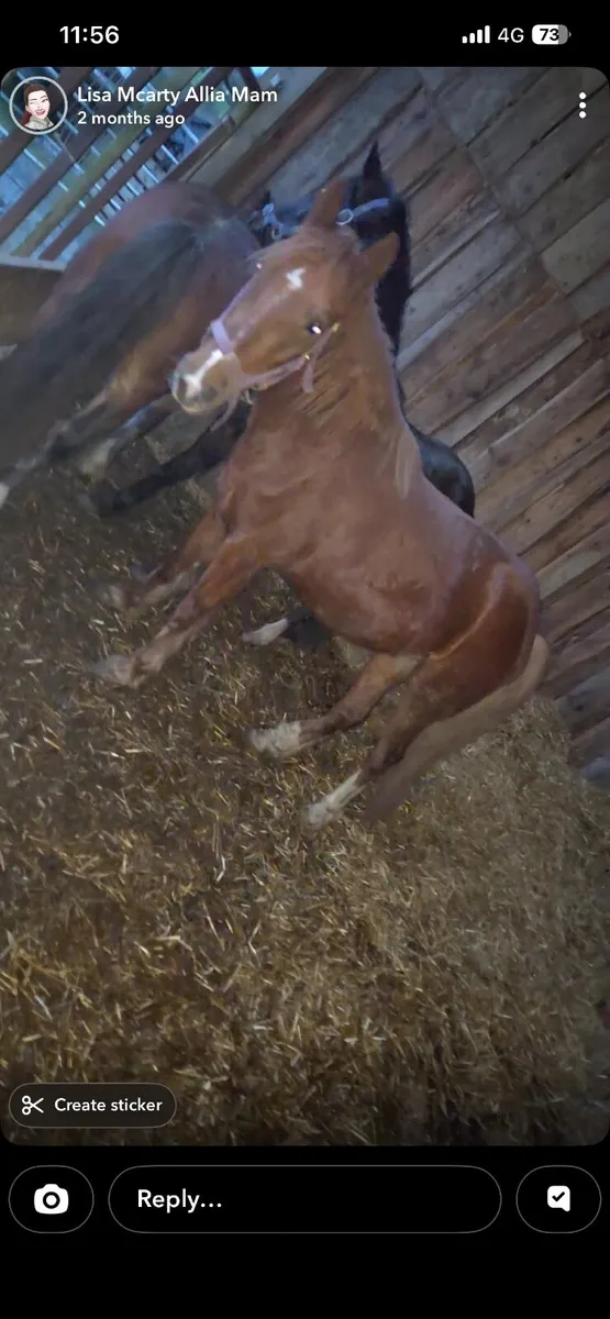 13.2hh 4 year old project - Image 3