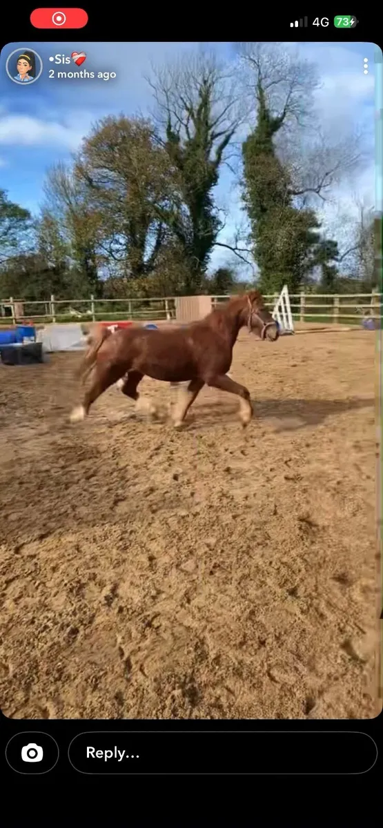 13.2hh 4 year old project - Image 1