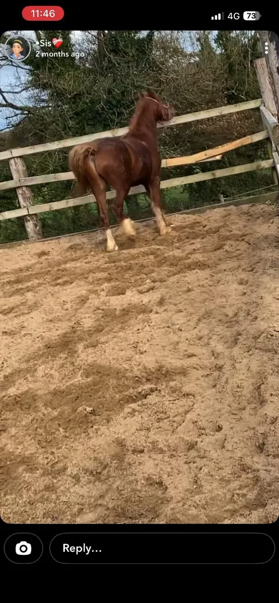 13.2hh 4 year old project - Image 4