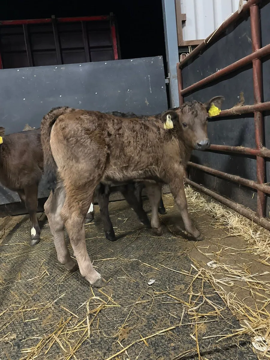 Top Quality Limousin Calves for sale - Image 4