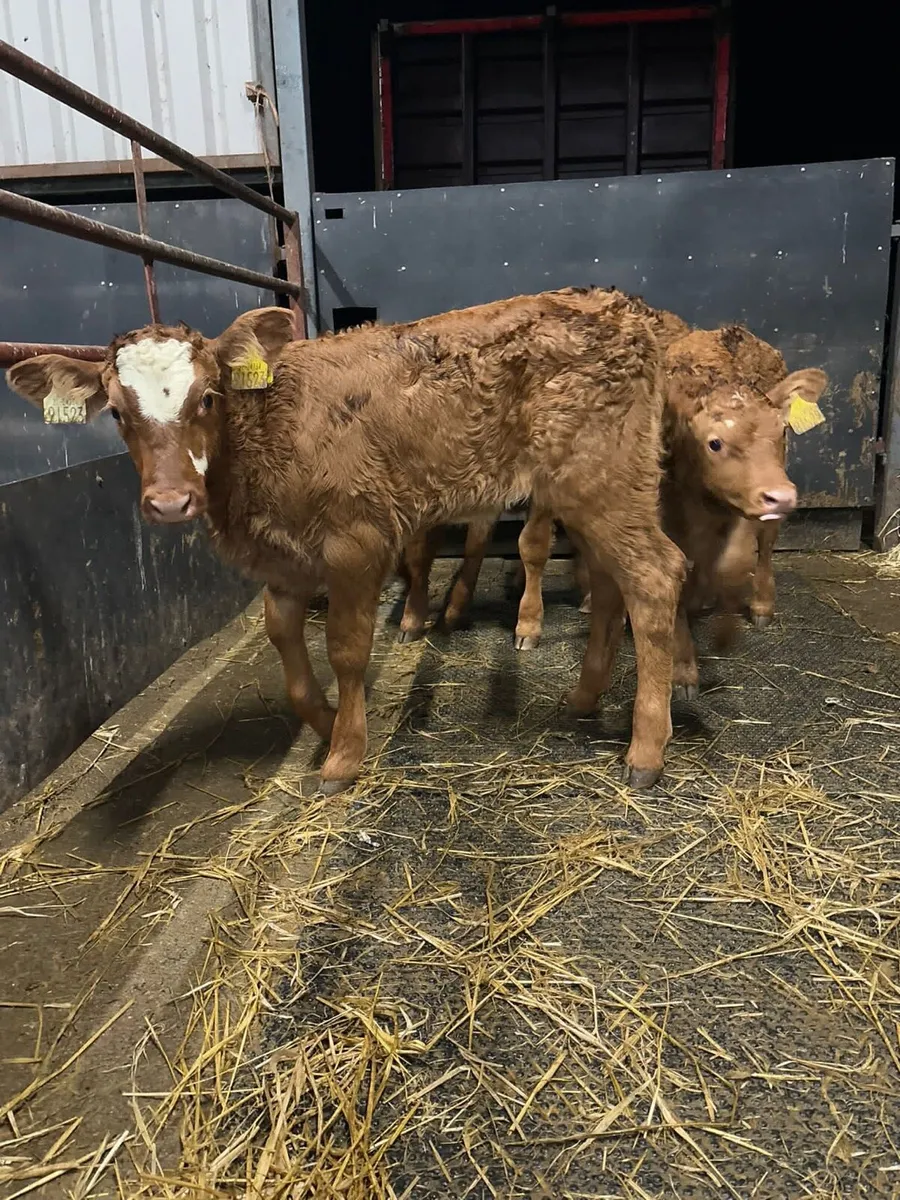 Top Quality Limousin Calves for sale - Image 1