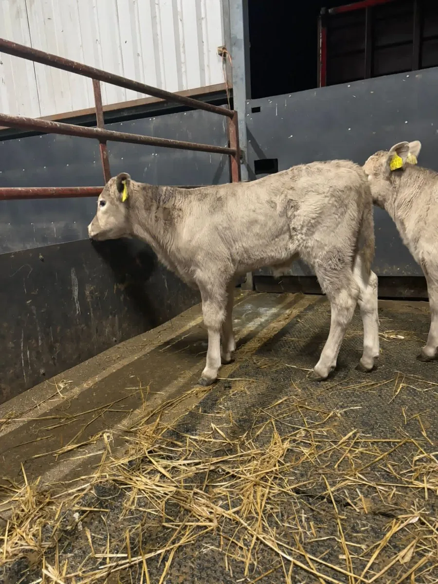 Top Quality Limousin Calves for sale - Image 2